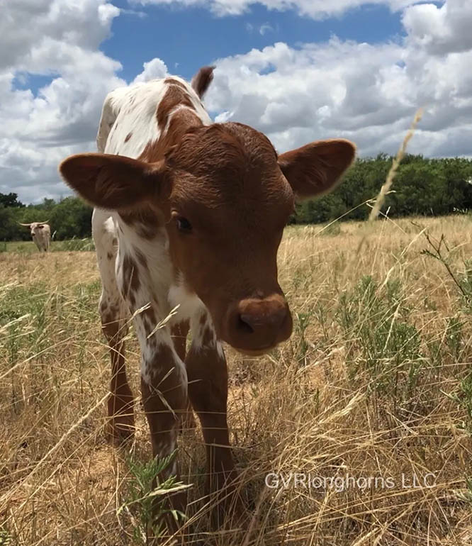 Fort Worth stockyards,longhorns,Texas longhorns,cattle for sale, livestock,livestock auction, cattle run, Texas blog, cow blog, cows for sale