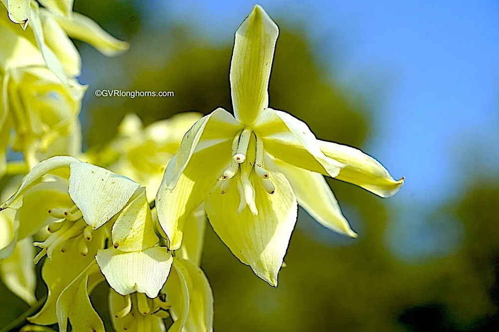 GVR longhorns farm blog, texas country photo, texas photography, farm blog, wild flowers of Texas