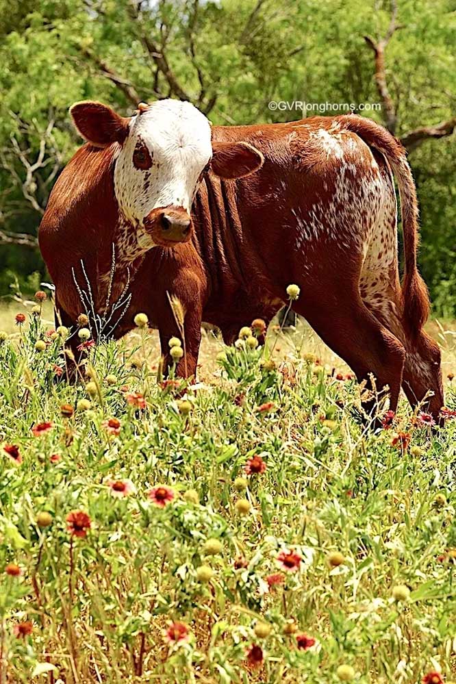 GVR longhorns farm blog, texas longhorn calf and indian blanket flowers, wildflowers