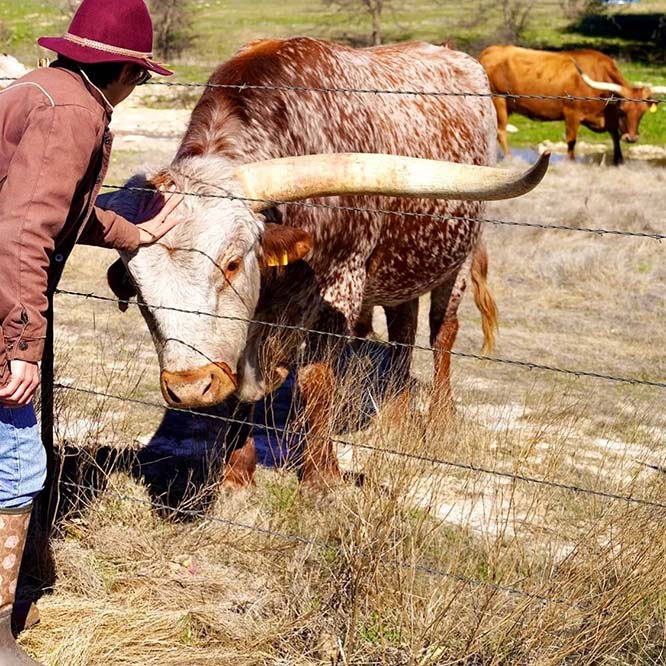 Gvrlonghorns, registered Texas longhorn cattle, longhorns for sale, Texas longhorn bull , cow photo