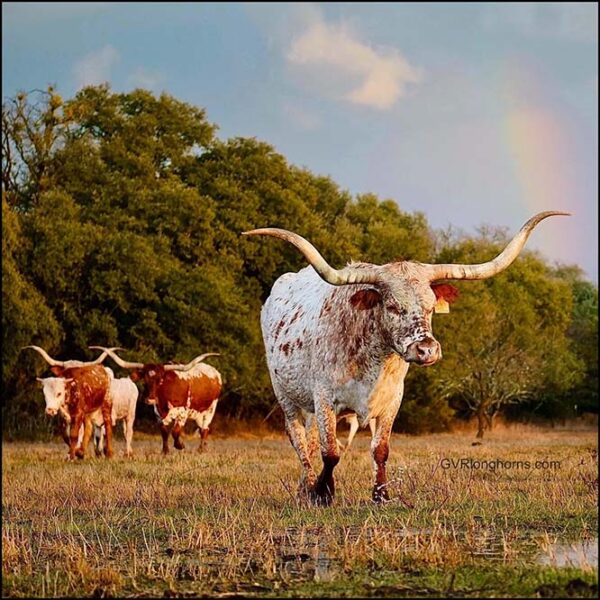 Longhorn Bulls For Sale in Texas as GVR Longhorns LLC
