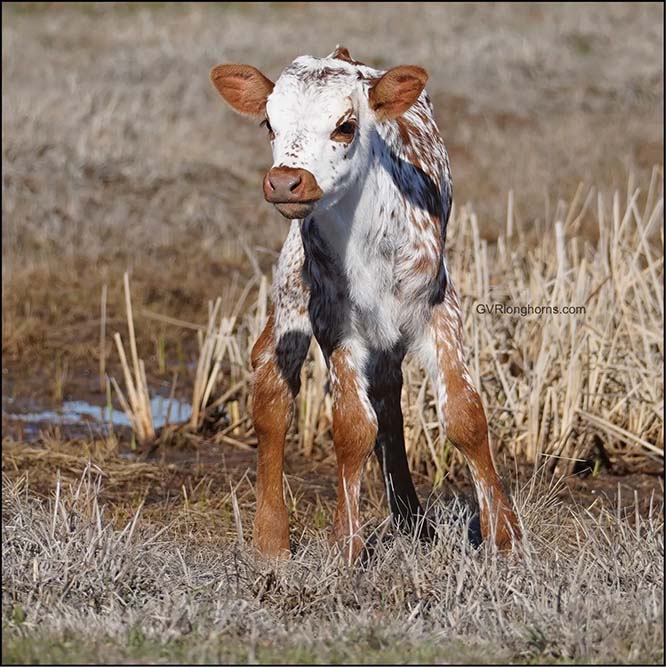 Gvrlonghorns, registered Texas longhorn cattle, longhorns for sale, Texas longhorns, cow photo1