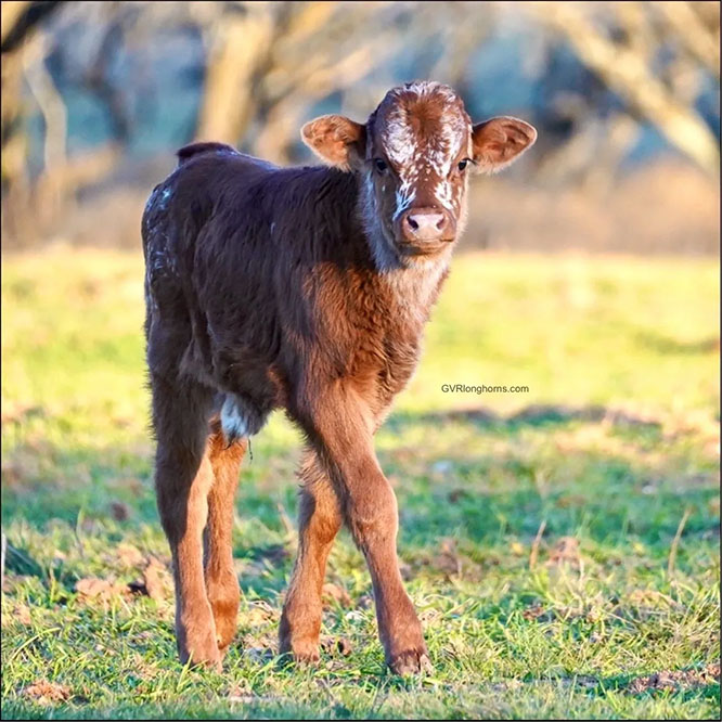 Gvrlonghorns, registered Texas longhorn cattle, longhorns for sale, Texas longhorns, cow photo2