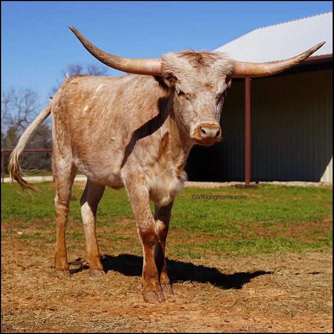 Gvrlonghorns, registered Texas longhorn cattle, longhorns for sale, Texas longhorns, cow photo3