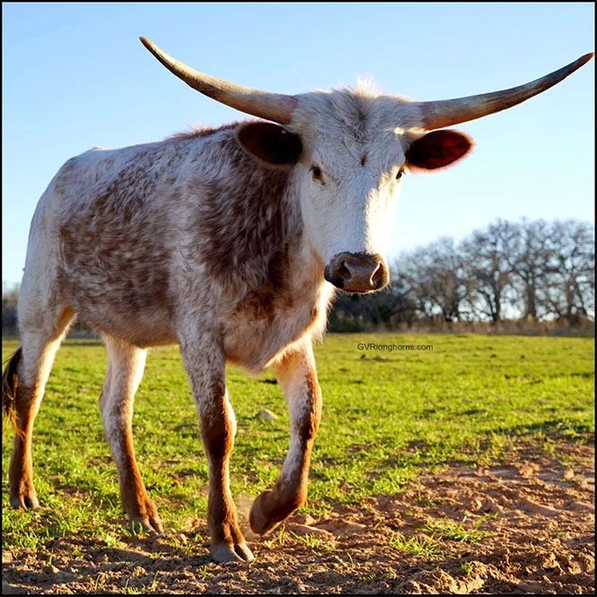Gvrlonghorns, registered Texas longhorn cattle, longhorns for sale, Texas longhorns, cow photo4