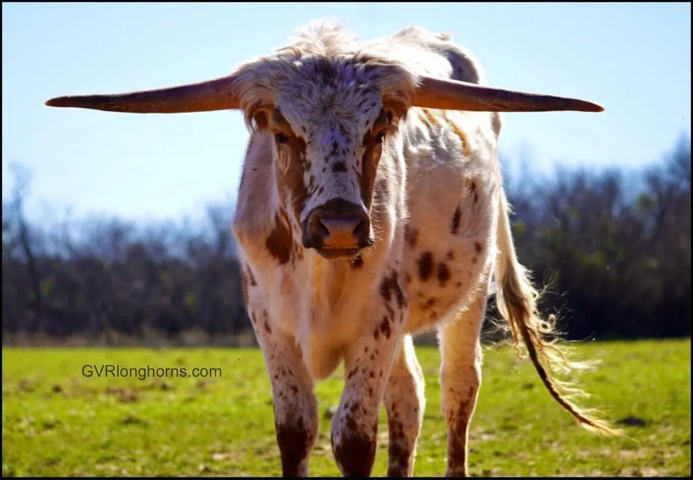 Valentino - Sold Texas Longhorn