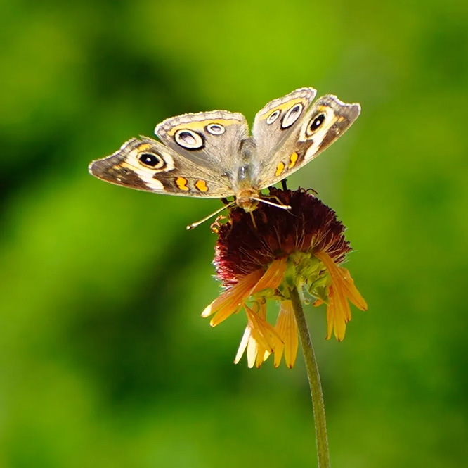 Gvrlonghorns.com,wildflowers,butterflies,pollinators,cattle for sale