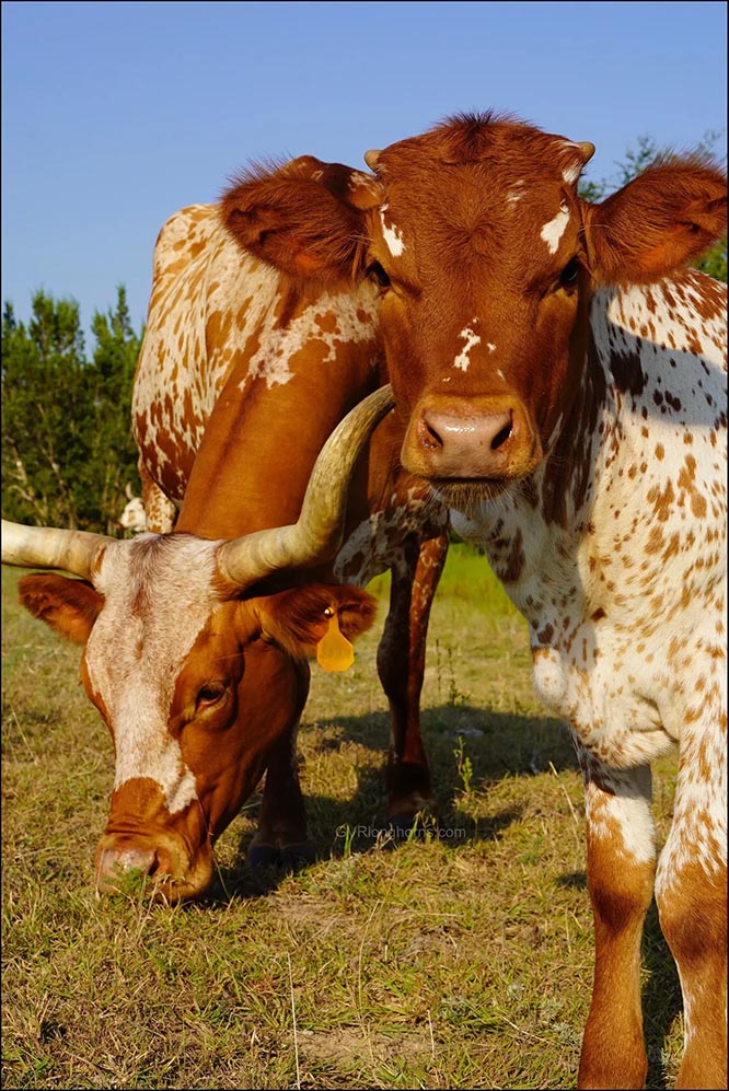 Homestead blog, Texas farm blog, Texas longhorn cattle farm blog