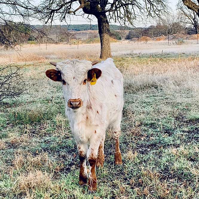 Longhorn, Texas Longhorn, Texas Longhorn calf, heifer, for sale, tlbaa, Fort Worth stockyards, blog