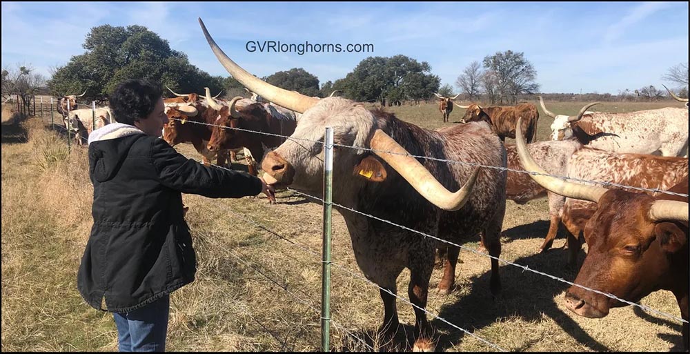 My dear sister visited us from Canada. It’s hard not to love her, as Calib, our young Texas Longhorn Bull discovered.