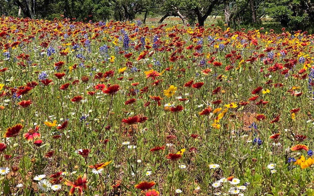 Wildflower facts