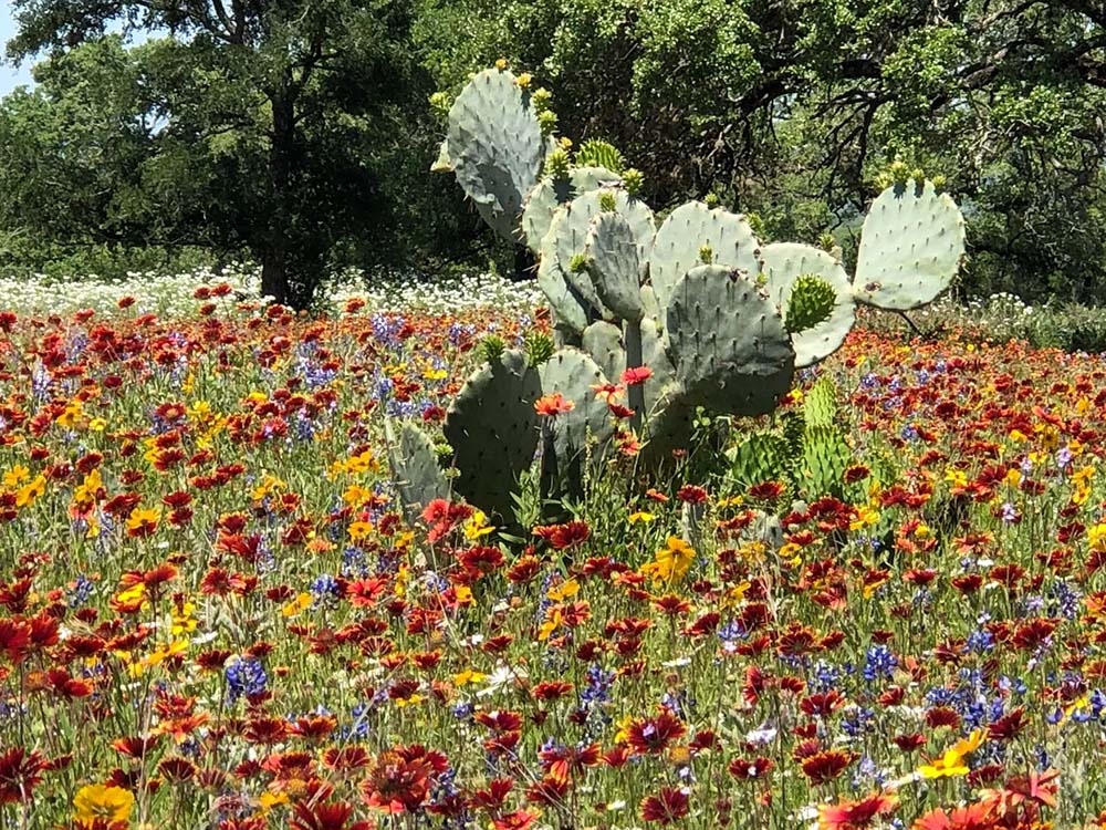 Wildflower facts