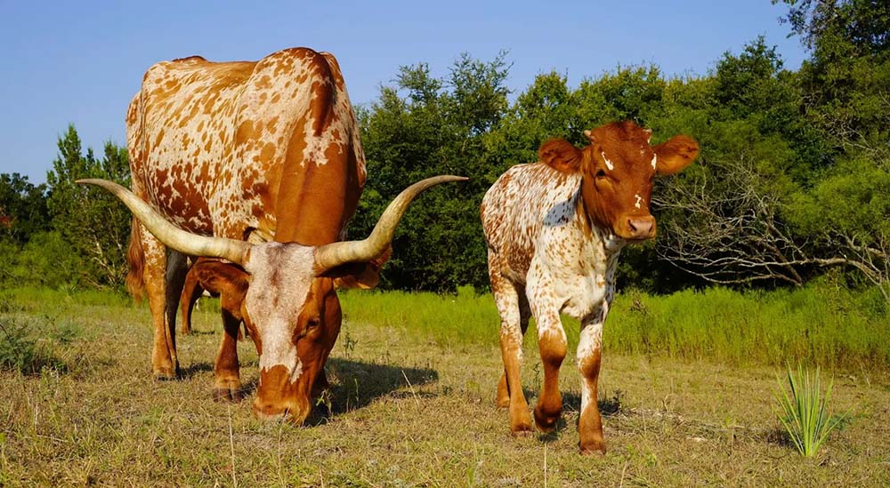 Texas longhorn cow with calf