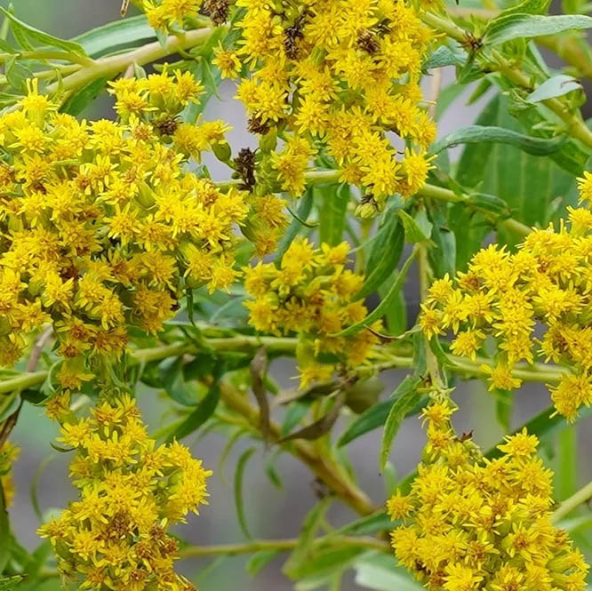 Texas, Texas Wildflowers,wild flowers