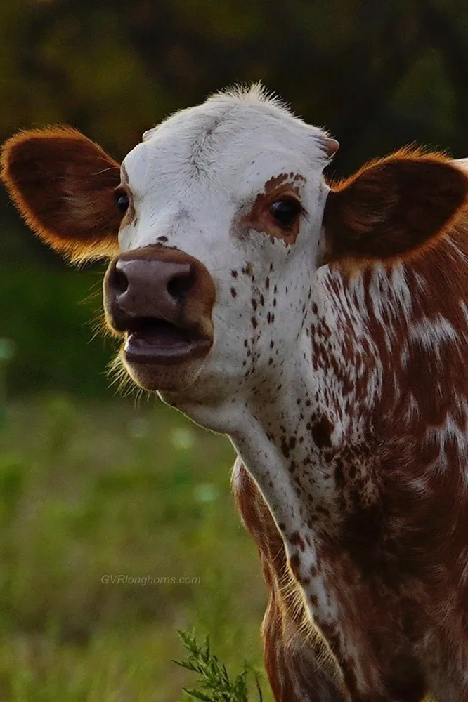 Texas longhorn cattle farm blog, farm blog, homestead blog, cattle blog