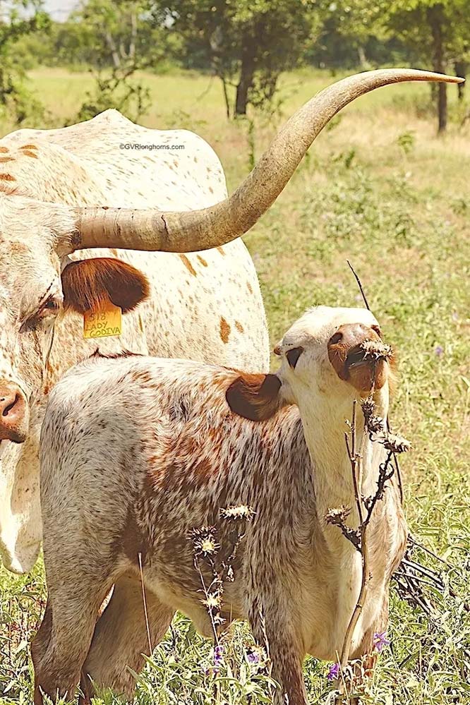 Texas longhorn cow and calf at GVR longhorns in Texas