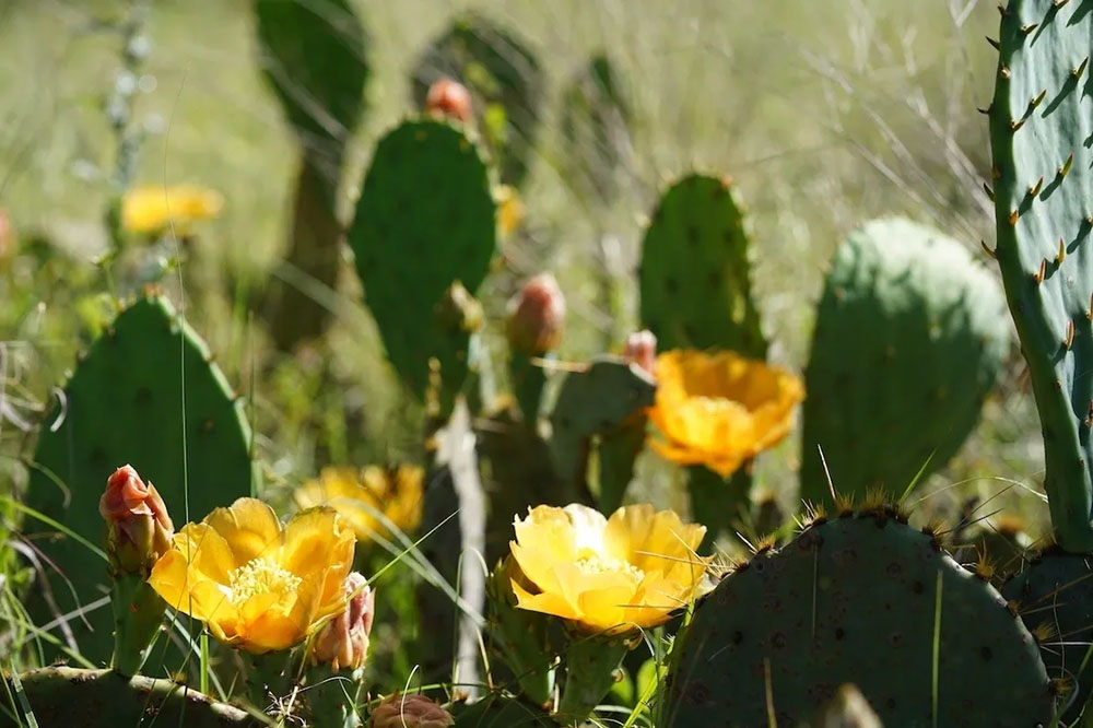 Texas prickly pear, cactus, Texas wild flowers, gvr longhorns farm blog