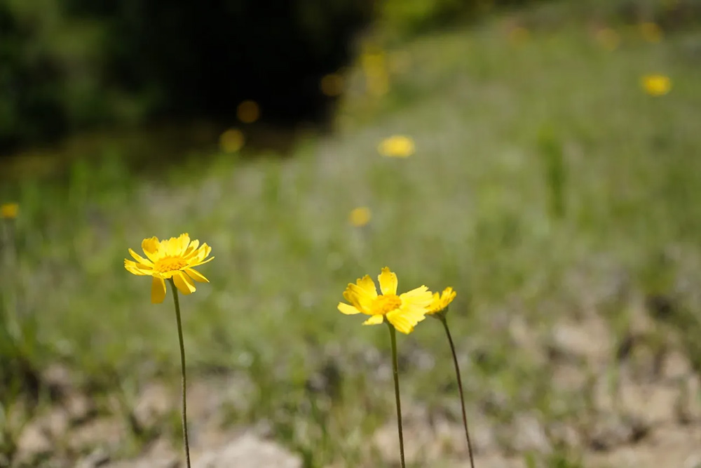 Texas wildflowers, bluebonnets, INDIAN paintbrush, longhorn cattle, Texas ranch