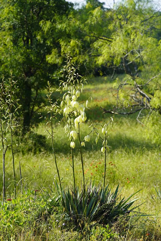 Yukka, wildflowers, Texas wildflower, GVR longhorn farm blog, gvrlonghorns