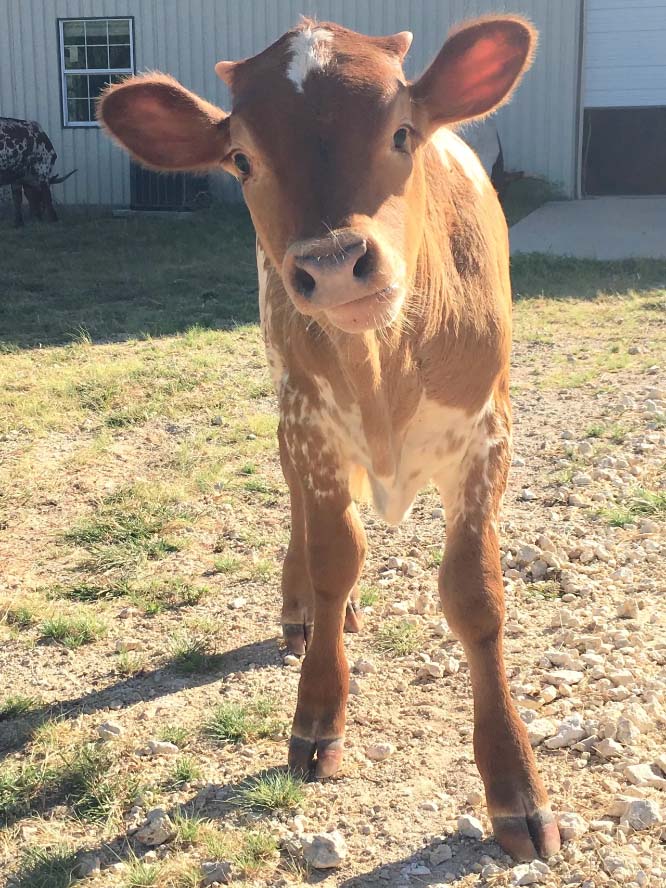 cows, cow blog, farm blog, stockmanship, texas, texas longhorns