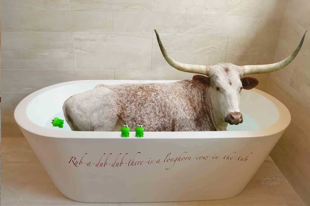 Longhorn cattle in tub