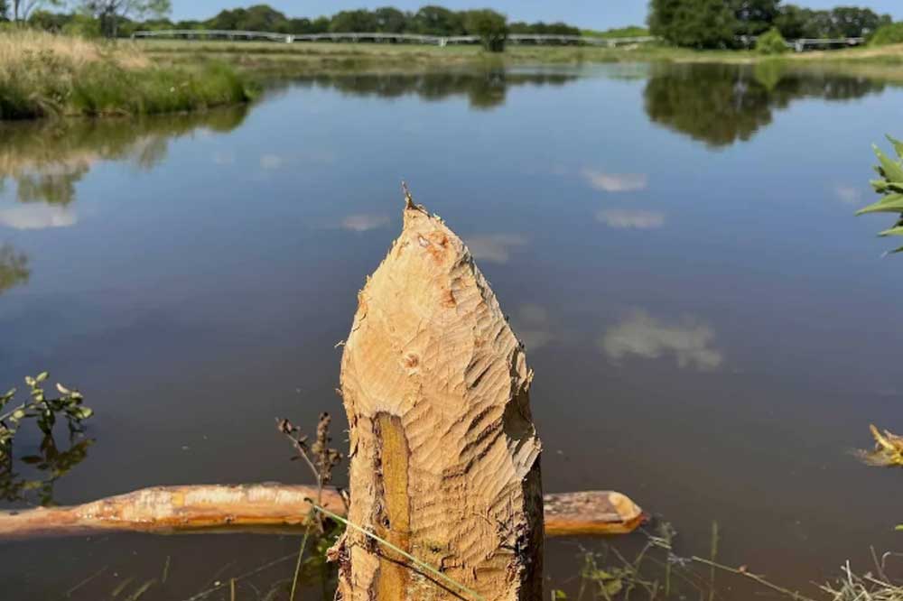 beavers can be destructive