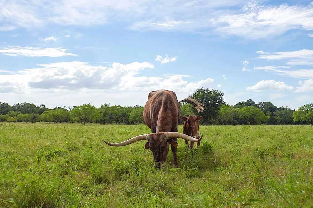 texas longhorn cow and calf