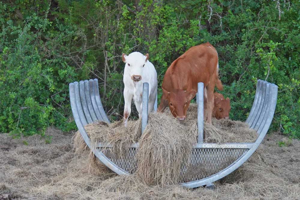 texas longhorn calves for sale in texas