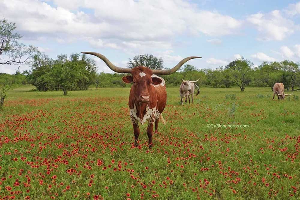 texas longhorn cow in field of texas wildflowers