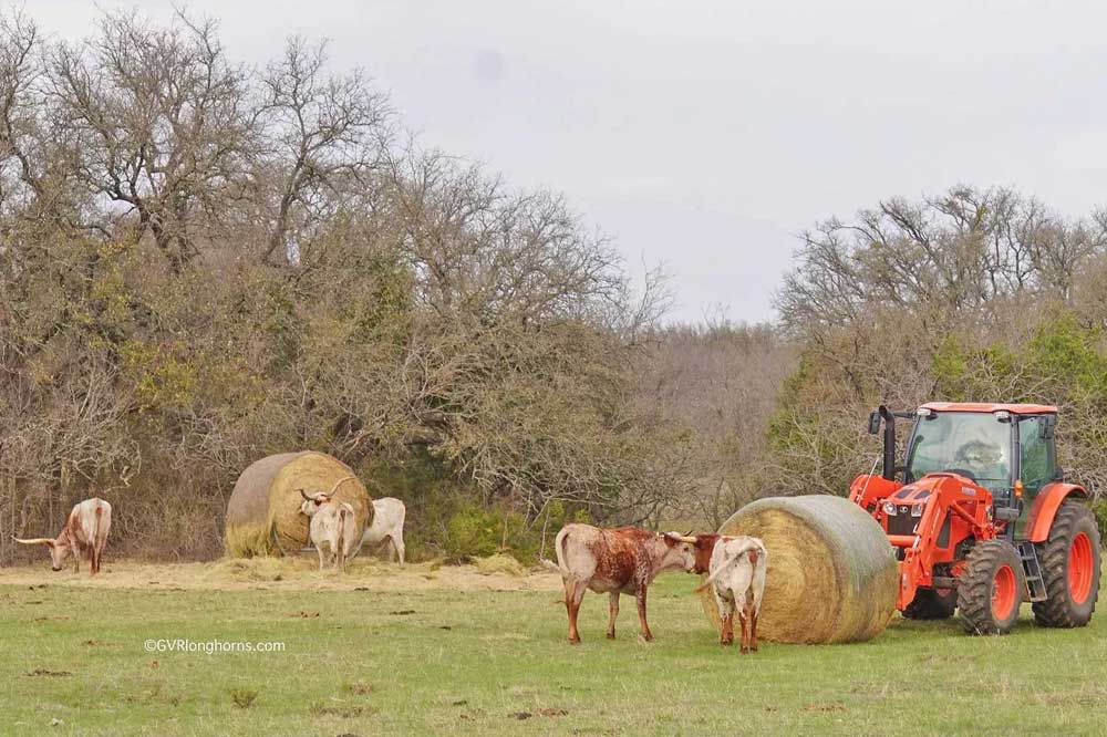 hay bales in texas