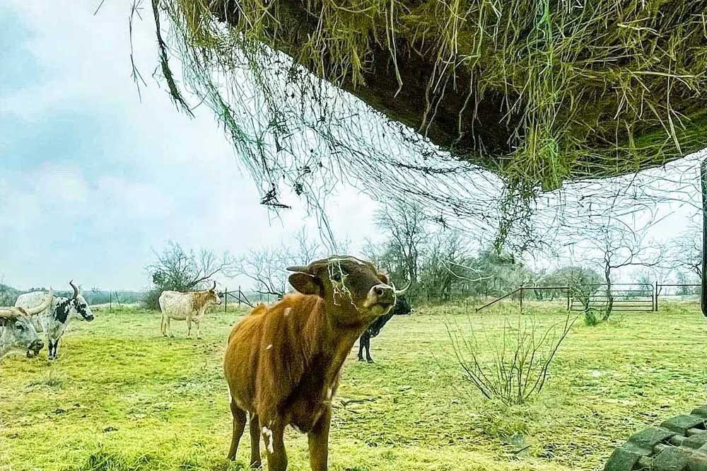 feeding hay to longhorn cattle