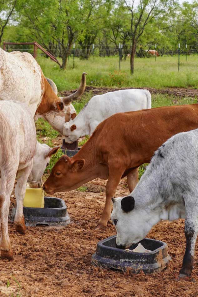 longhorn calves need minerals