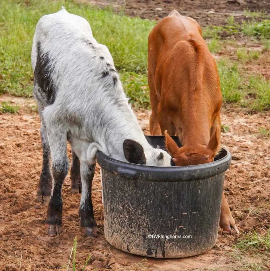 longhorn calves for sale in texas