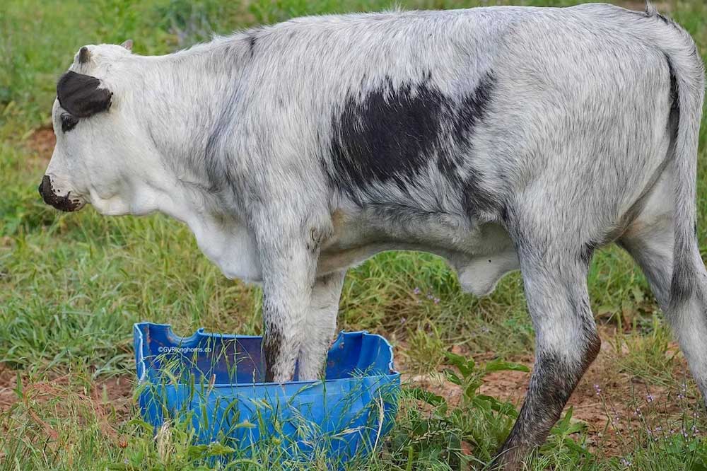 longhorn calf for sale in texas