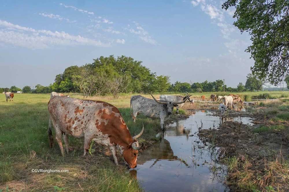 longhorns drinking at a natural creek in texas