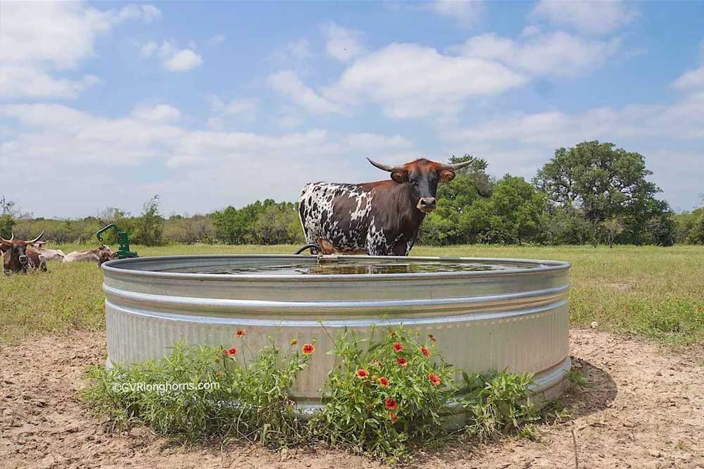 longhorn heifer drinking water