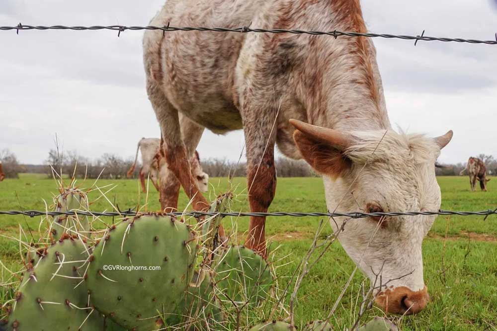 longhorn heifer in texas