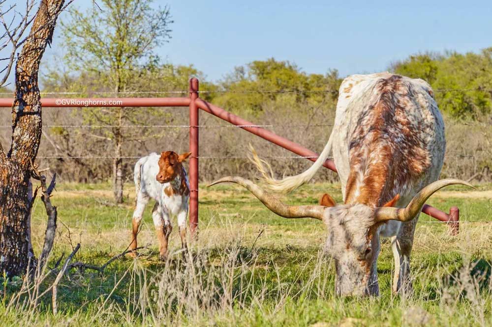 longhorn cow and her calf