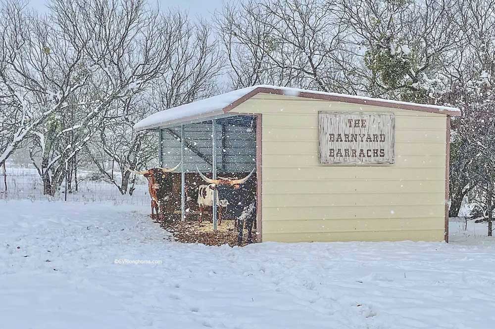 longhorns sheltered from the snow