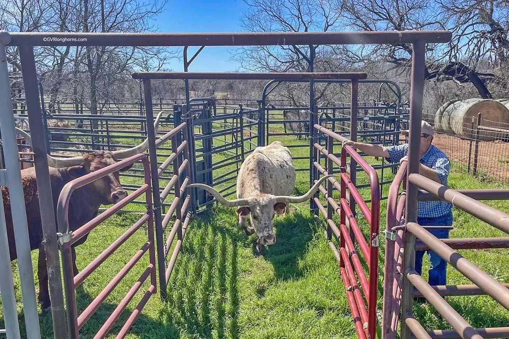 longhorn cow in a corral