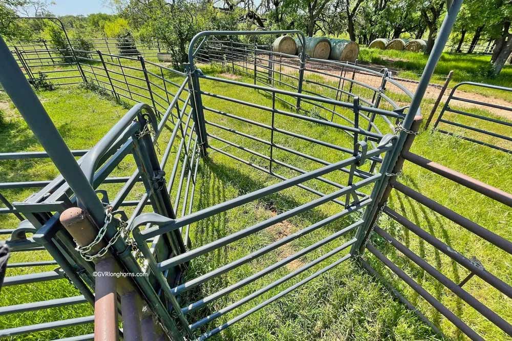 cattle corral in texas