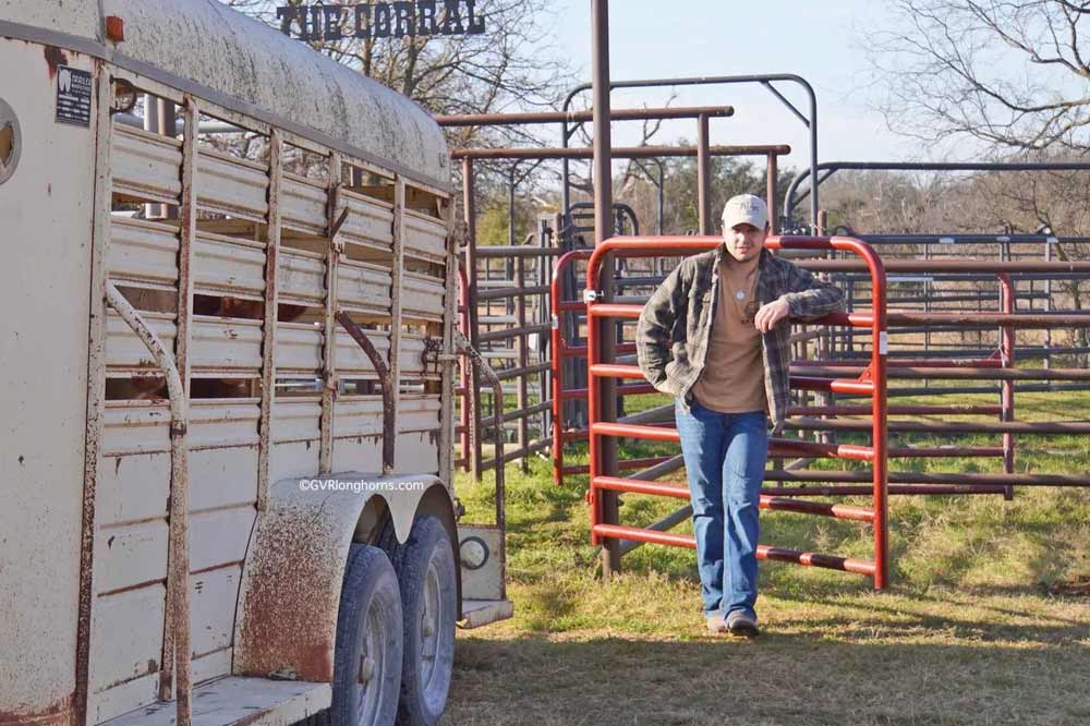 cattle corral in texas