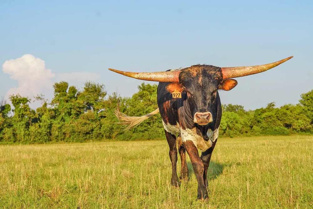 texas longhorn bull