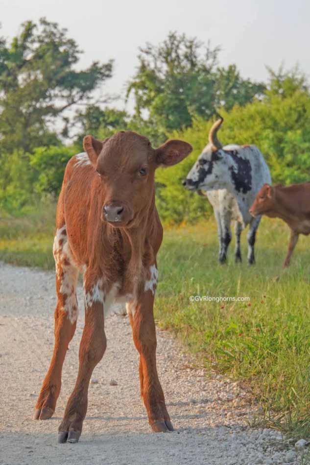 texas longhorn cattle