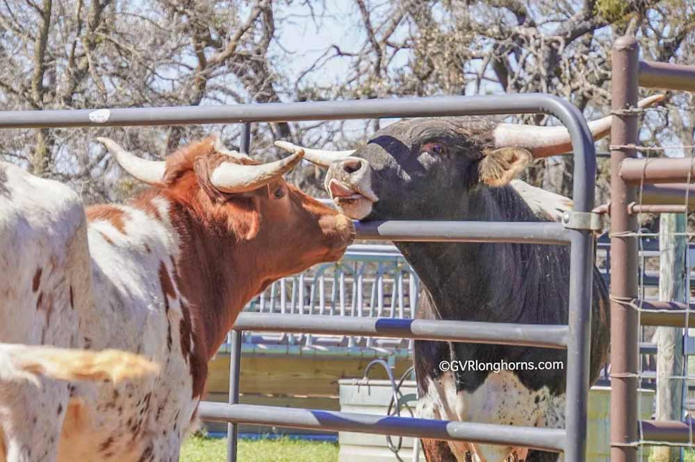 longhorns in texas