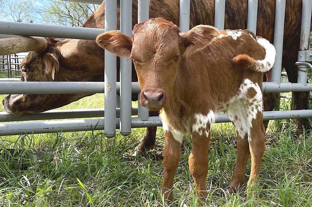 Little longhorn calf