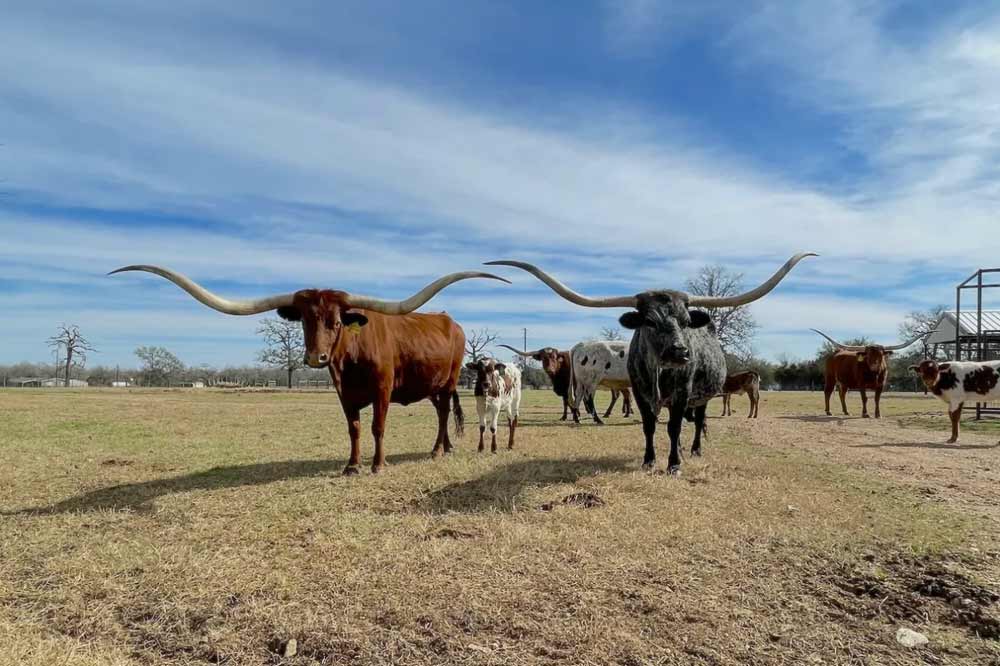 Awesome Trixie on the left at Bentwood Ranch. I took this picture in Jan 2021 on a visit to the ranch