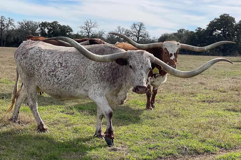 2JB Cocaine Lady longhorn cow, whose beautiful twisty horns measured in at 97" TTT. Interestingly, Sweet Maxi EOT (Lot 21) currently has longer horns but they do not have quite the twist. Sweet Maxi EOT was sold for $107K at the same auction having been purchased by Tallgrass Cattle Company for $75K in 2018