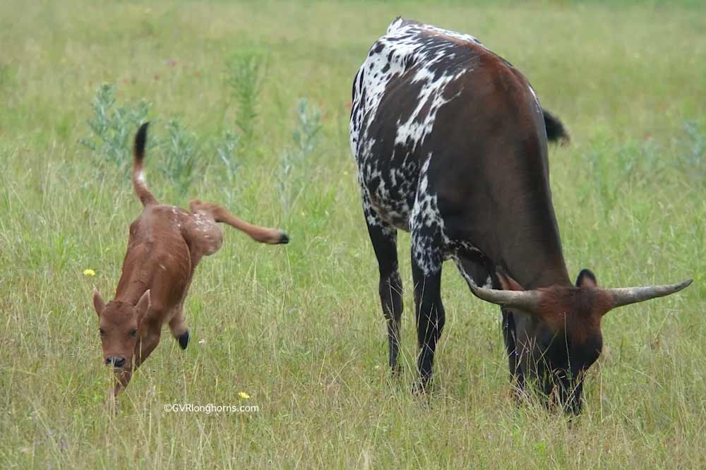 gvr-longhorns-59