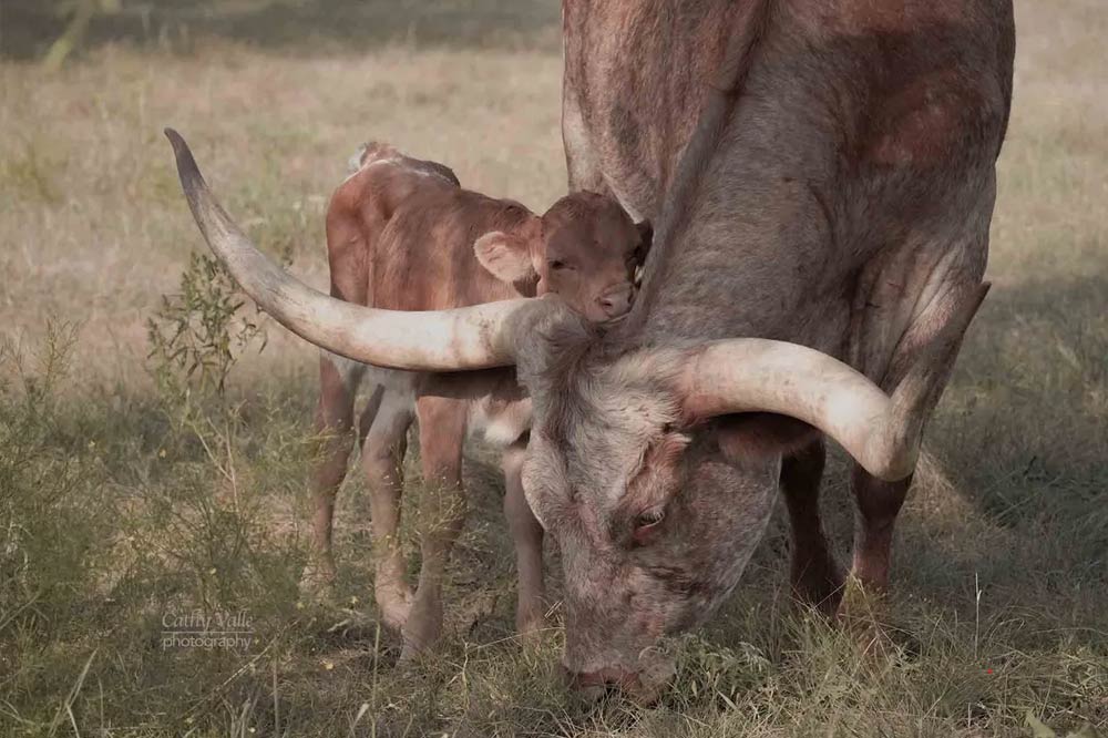 longhorn cattle